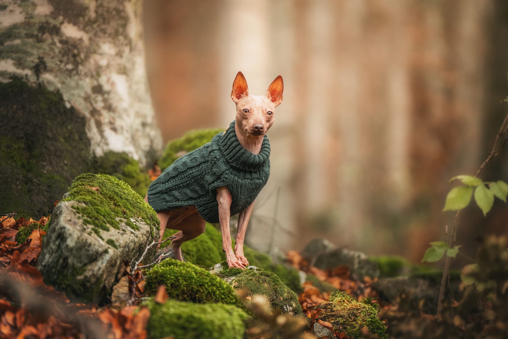 Xoloitzcuintle o perro mexicano
