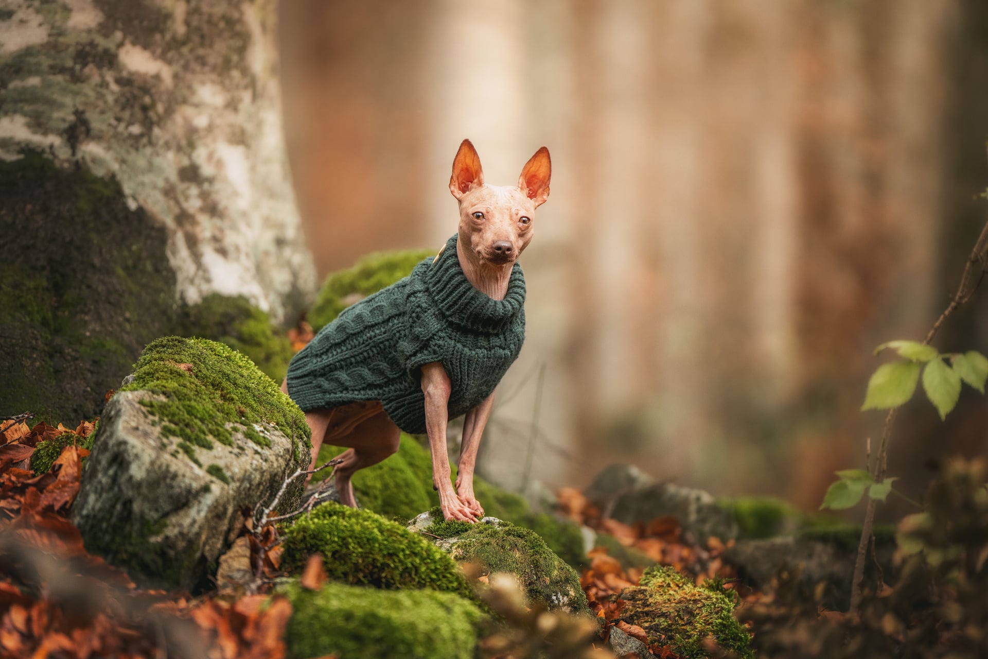 Xoloitzcuintle o perro mexicano
