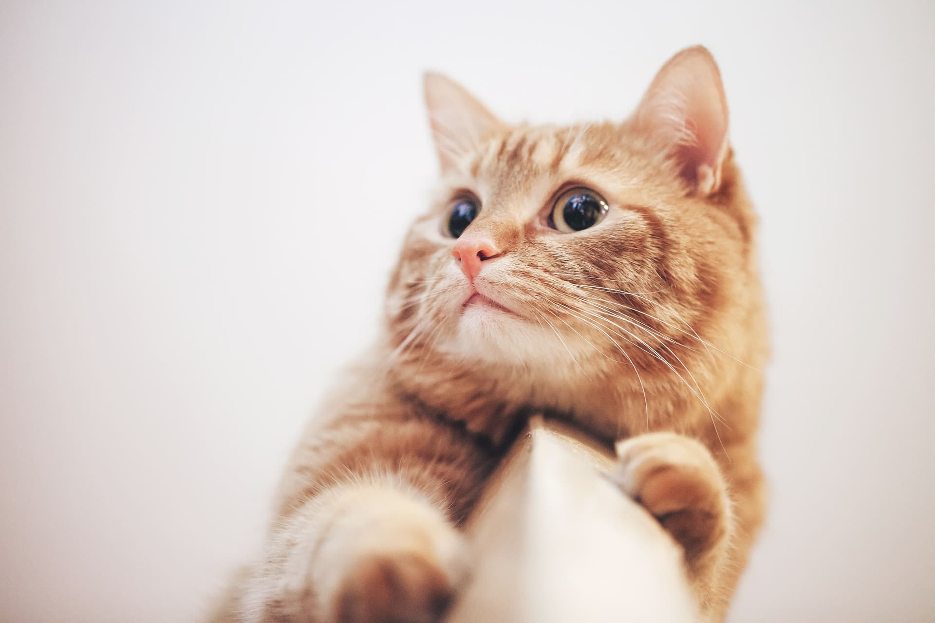 ¿Deben los gatos salir de casa?